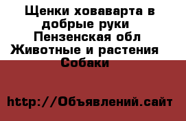 Щенки ховаварта в добрые руки - Пензенская обл. Животные и растения » Собаки   